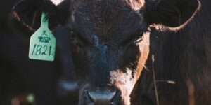 Black Angus Canadá