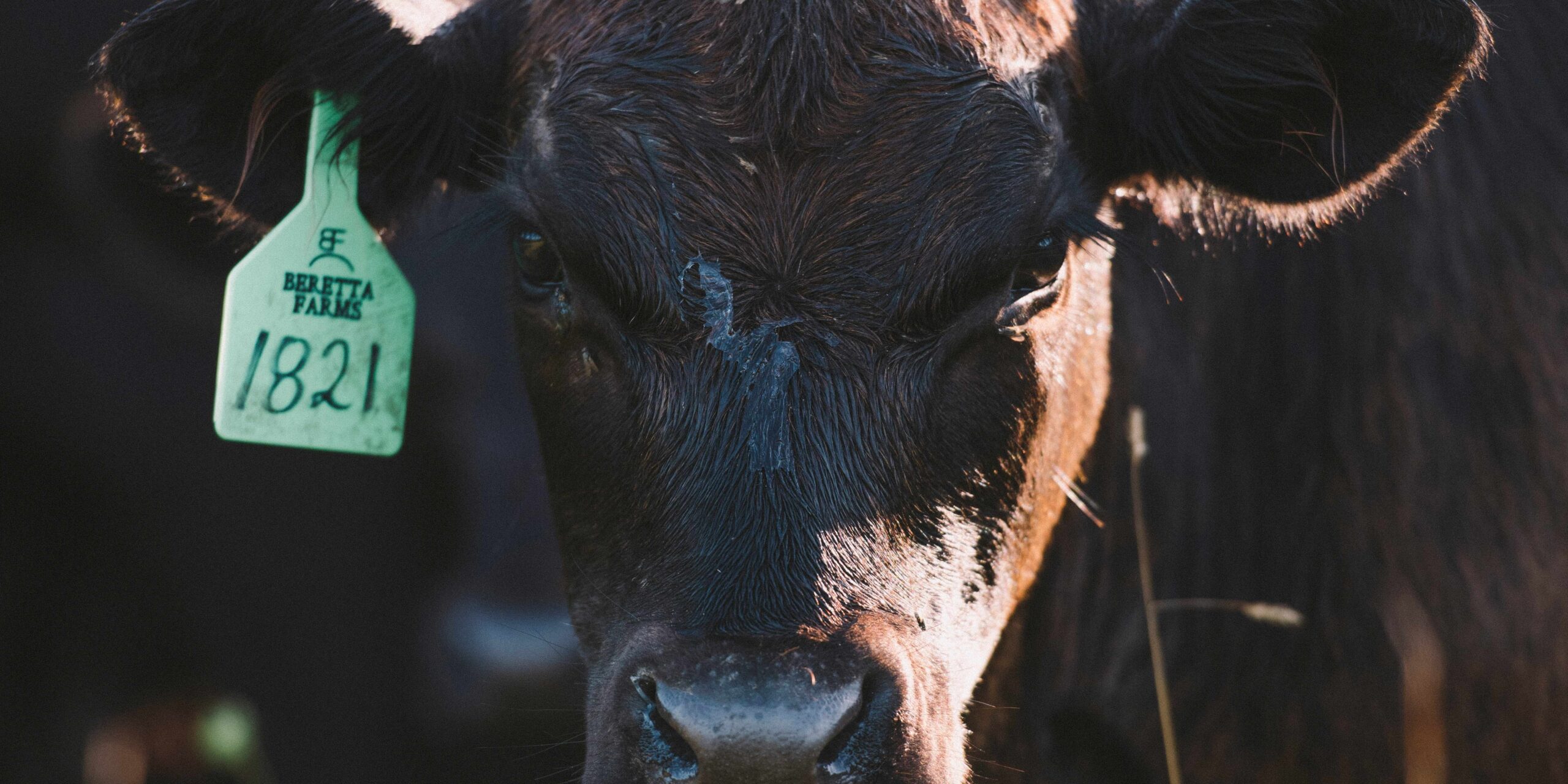 Black Angus Canadá