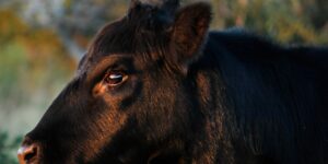 angus uruguay