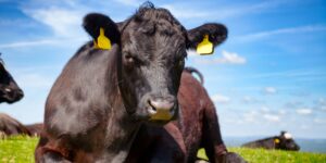 cocinar Black Angus USA