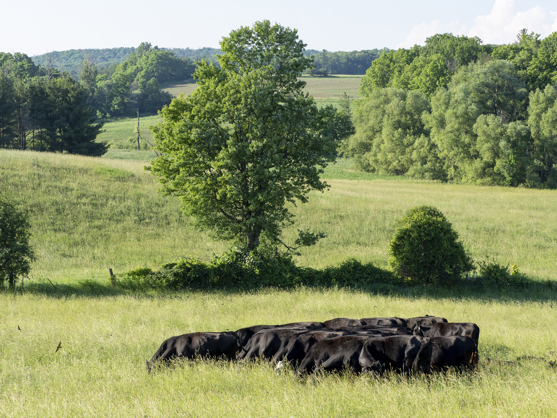 Black angus